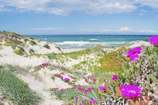 fiori rosa sulla spiaggia